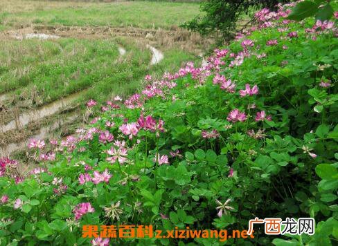 紫云英一年可种几次 紫云英种植技术
