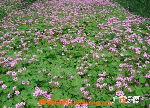 红花草的功效与作用