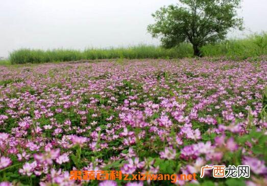 红花草的功效与作用