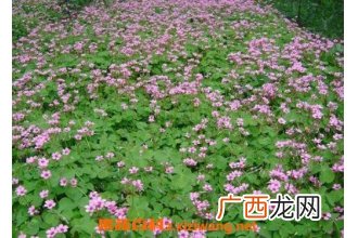 红花草的功效与作用