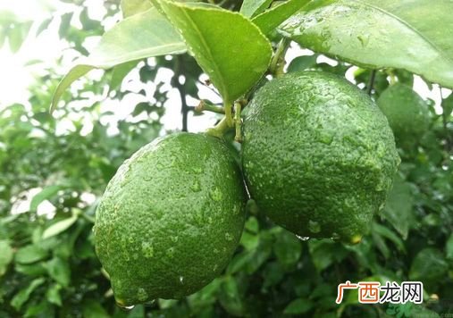 吃什么会发胖？吃什么会减肥？