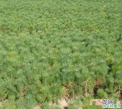 富贵子多结果的方法有哪些