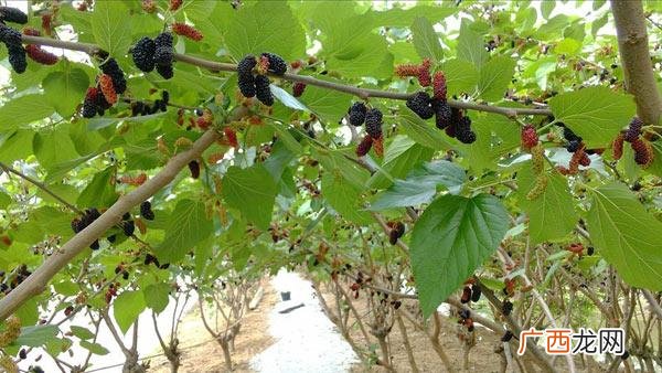 麦子的生长条件视频 小麦种植技术视频