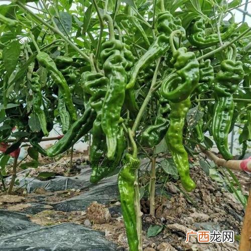 麦子的生长条件视频 小麦种植技术视频