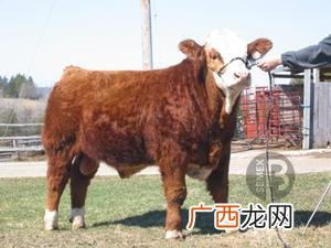 牛冻精解冻温度是多少 牛精液冷冻技术