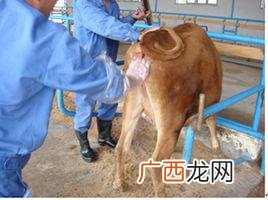 牛冻精解冻温度是多少 牛精液冷冻技术
