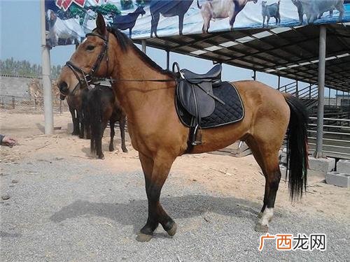 马养殖技术 马养殖技术