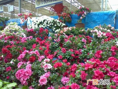 西安单位绿植租赁 租赁花卉服务西安