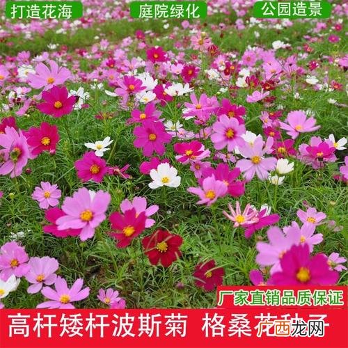 花卉种子播种 种子 花卉