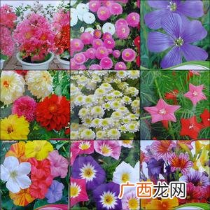 花卉种子播种 种子 花卉