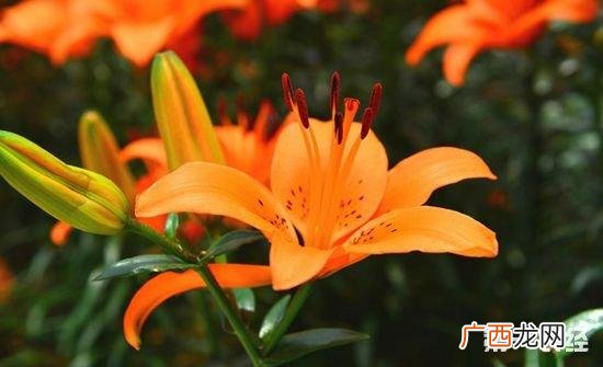 陕西最大的苗木市场在哪里 西安花卉育苗