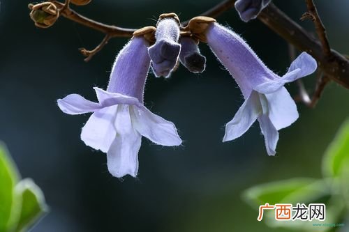 梧桐年华 宁夏梧桐花卉