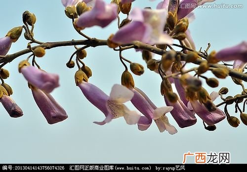 四季常青又耐寒的花 梧桐花卉植物类型