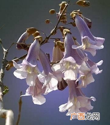 四季常青又耐寒的花 梧桐花卉植物类型
