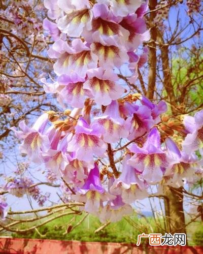 四季常青又耐寒的花 梧桐花卉植物类型