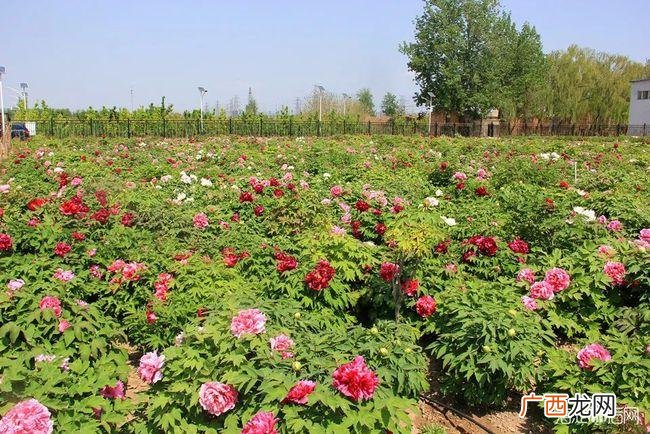 山东花卉最大种植基地 菏泽花卉种植