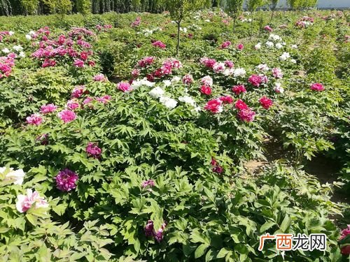 山东花卉最大种植基地 菏泽花卉种植