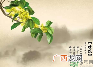 喝桂花酒有什么好处？桂花酒的功效与作用