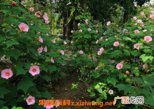 木芙蓉叶的功效与作用
