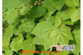 木芙蓉叶的功效与作用