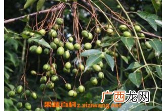 苦莲子树的功效与作用