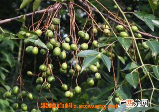 苦莲子树的功效与作用
