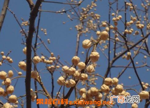 苦莲子树的功效与作用