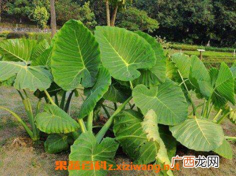 独角莲的功效与作用及药用价值
