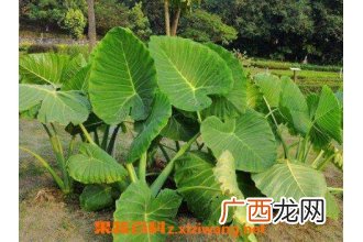 独角莲的功效与作用及药用价值