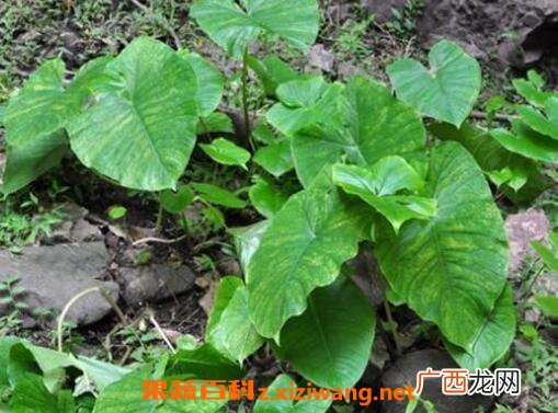独角莲的功效与作用及药用价值