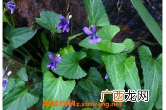 中药地丁草的功效与作用