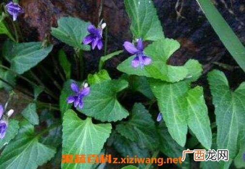 中药地丁草的功效与作用