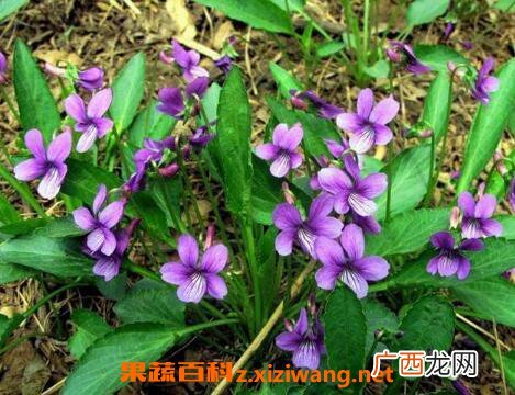 中药地丁草的功效与作用