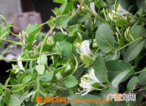 二花的功效与作用 二花的食用禁忌