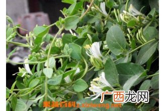 二花的功效与作用 二花的食用禁忌