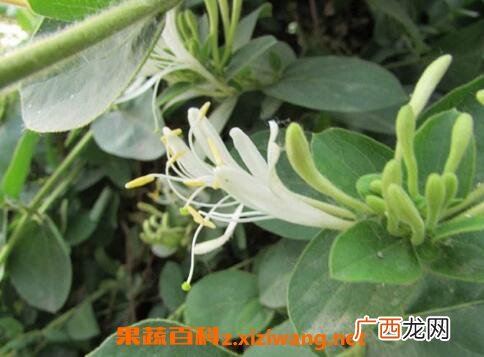 二花的功效与作用 二花的食用禁忌