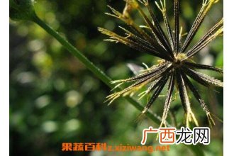 鬼针草图片 鬼针草的功效与作用