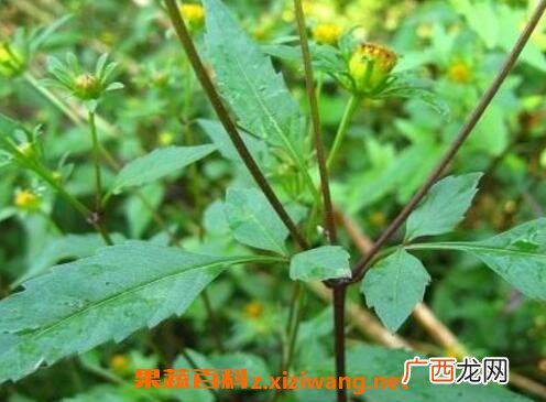 鬼针草图片 鬼针草的功效与作用