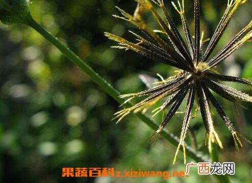 鬼针草图片 鬼针草的功效与作用