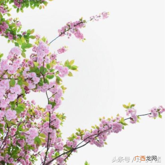 文艺小清新唯美的短句 小清新的句子
