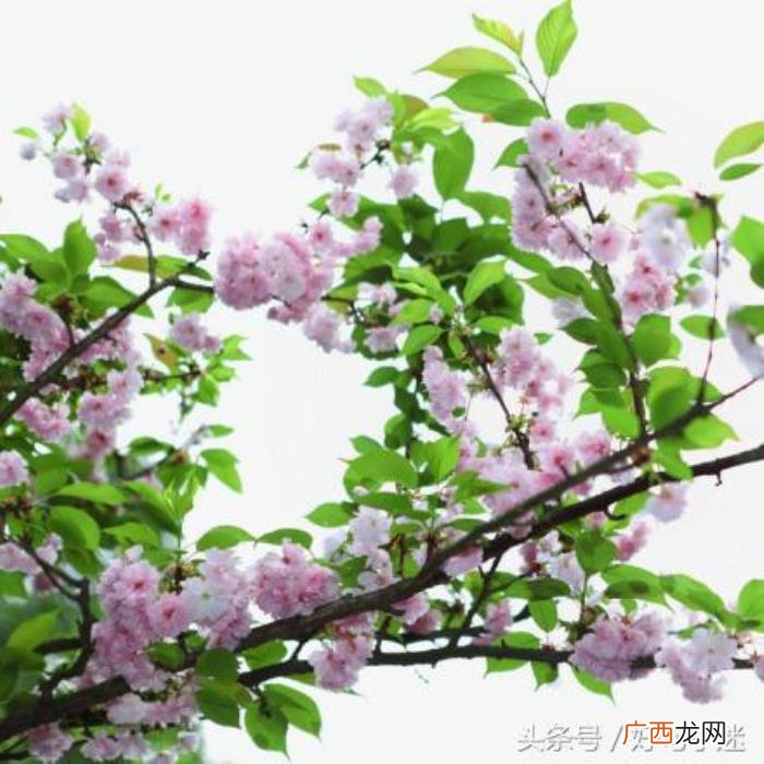 文艺小清新唯美的短句 小清新的句子