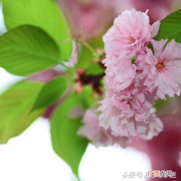 文艺小清新唯美的短句 小清新的句子