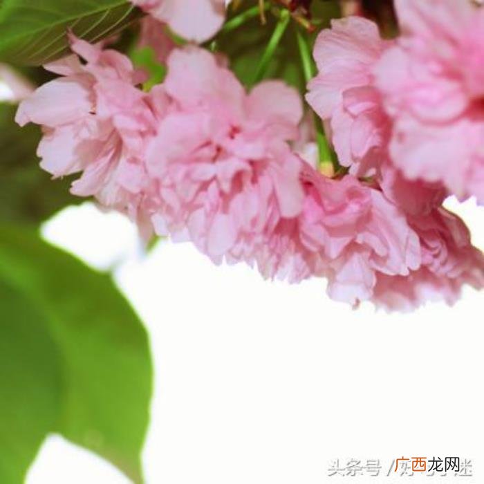 文艺小清新唯美的短句 小清新的句子