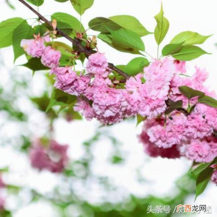 文艺小清新唯美的短句 小清新的句子