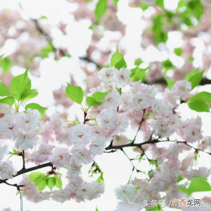 文艺小清新唯美的短句 小清新的句子