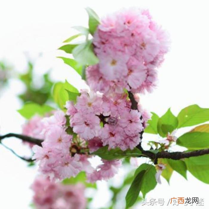 文艺小清新唯美的短句 小清新的句子