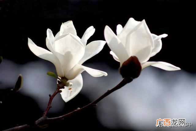 三月开什么花？三月份开的花有哪些