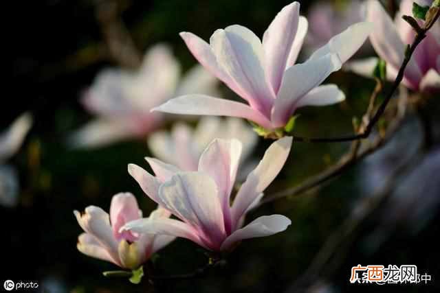 三月开什么花？三月份开的花有哪些