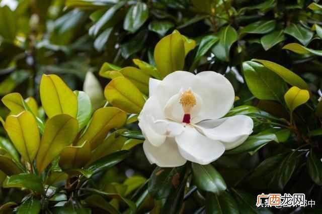 三月开什么花？三月份开的花有哪些