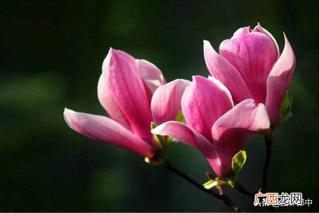 三月开什么花？三月份开的花有哪些